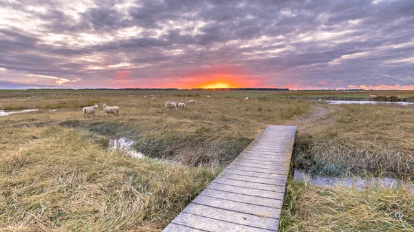 タイダル マーシャランド自然保護区のボードウォークゼーラント州のVerdronken Land Van Saeftinghe オランダ — ストック写真
