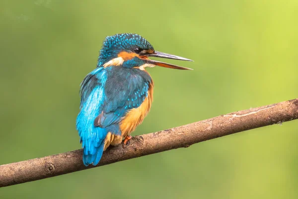 Közös Európai Kingfisher Alcedo Atthis Ült Egy Bottal Folyó Felett — Stock Fotó