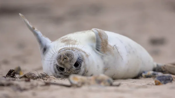 Comical Common Seal Puppy Phoca Vitulina Helgoland Strandon Homokban Fekszik — Stock Fotó