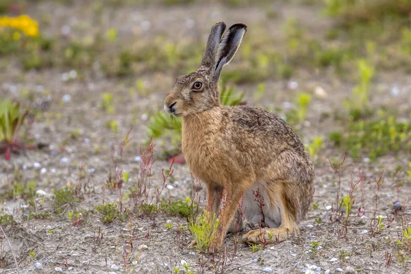 Evropský Zajíc Lepus Europeaus Sedí Terénu Vyhlídce — Stock fotografie