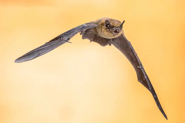 Fliegende Zwergfledermaus Pipistrellus Pipistrellus Aktionsaufnahme Eines Jagenden Tieres Auf Braunem — Stockfoto