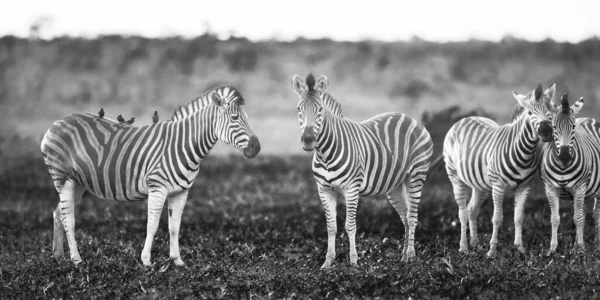 クルーガー国立公園のブズベルド サバンナで互いにグルーミング4つの一般的なゼブラ Equus Quagga 南アフリカ — ストック写真