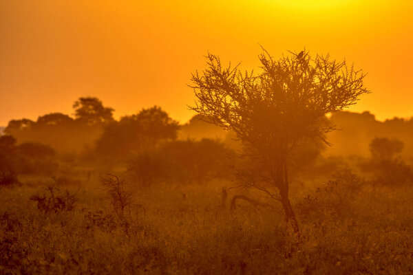 Orange morning light over savanna tree with bird and bush on S100 road in Kruger national park South Africa