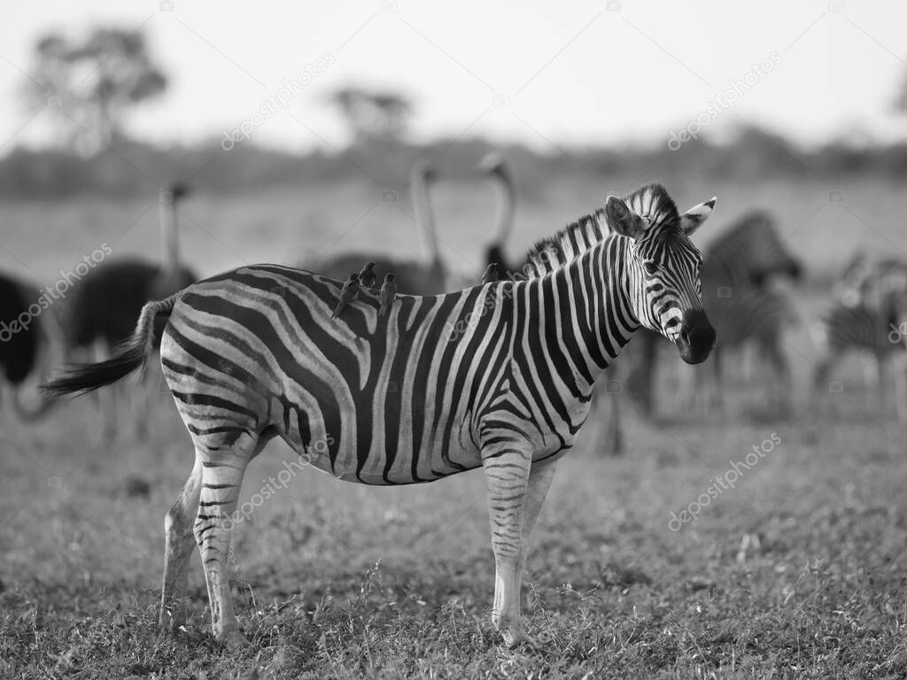 Common Zebra (Equus quagga) foraging in bushveld savanna of Kruger national park South Africa in black and white