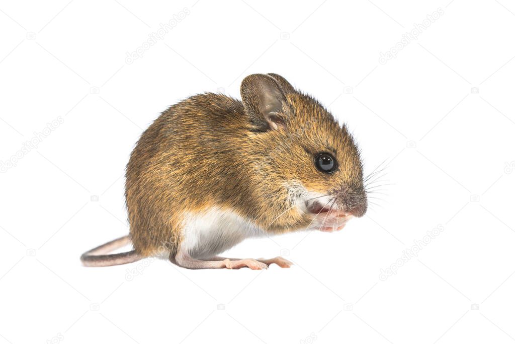 Eating Wood mouse (Apodemus sylvaticus) isolated on white background. This cute looking mouse is found across most of Europe and is a very common and widespread species.