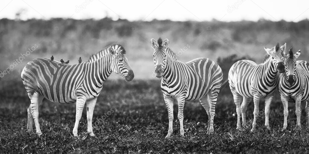 Four Common Zebra (Equus quagga) grooming each other in bushveld savanna of Kruger national park South Africa