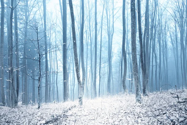 Brouillard Magique Journée Hiver Dans Forêt Enneigée Pendant Les Chutes — Photo