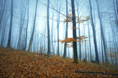 Sisli sonbahar sezonu orman ağaçları arka plan manzara