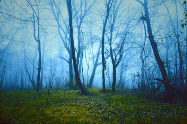 Fantasy saturated foggy forest background clipart