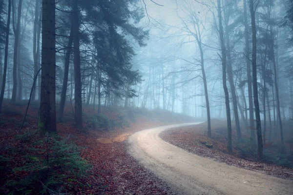 Туманна Осінь Сезонна Лісова Дорога — стокове фото