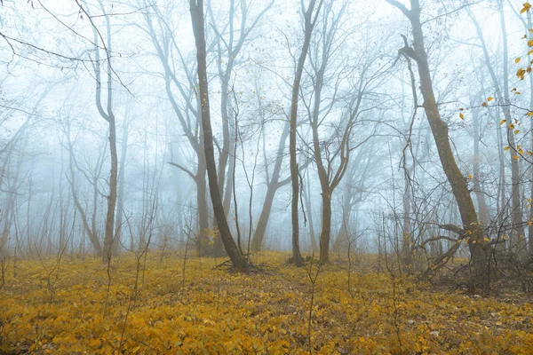 Мистический Туманный Лес Жёлтыми Оранжевыми Листьями — стоковое фото