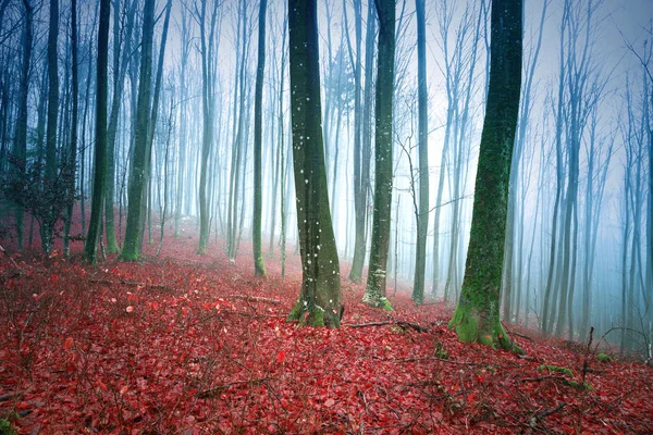 Mistige Beuken Boslandschap Met Rode Bladeren Grond — Stockfoto