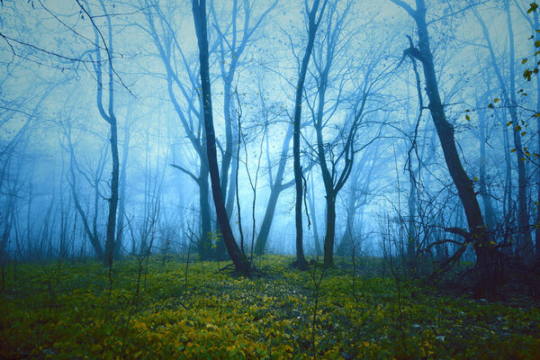 Fantasy saturated foggy forest background