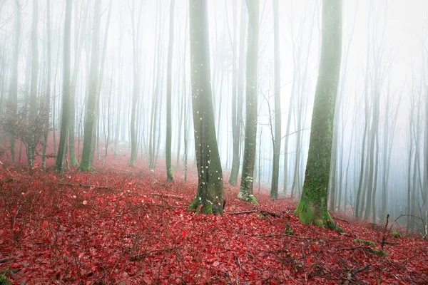 Paisagem Floresta Faia Nebulosa Brilhante Com Folhas Vermelhas Chão — Fotografia de Stock