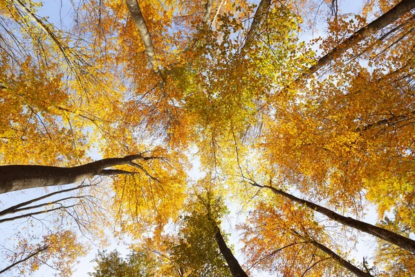 Top View Sunny Colorful Autumn Seasonal Forest Trees Stock Image