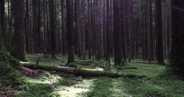 Sihirli orman çayır ağaçlar, otlar ve yosun