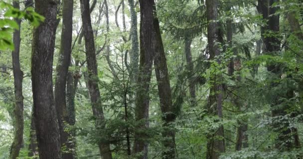 树木和草的魔法森林草甸 — 图库视频影像