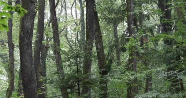 Pré forêt magique avec arbres et herbe 