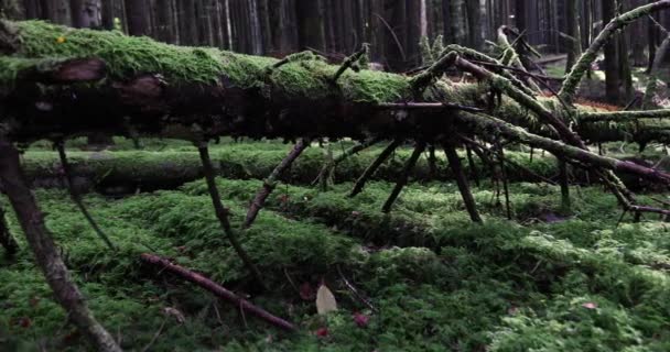 Old Fallen Green Mossy Tree Forest — Stock Video