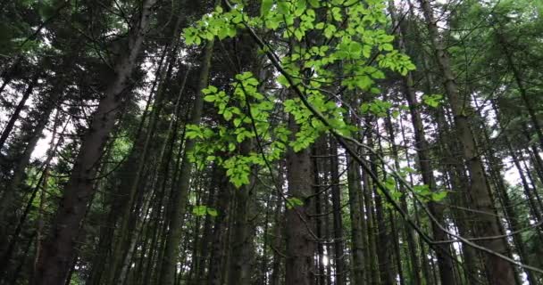 Волшебный Лесной Луг Деревьями Травой Солнечными Лучами — стоковое видео