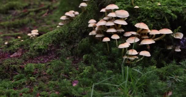 Champignons Poussant Sur Arbre Moussue Dans Forêt Verte — Video