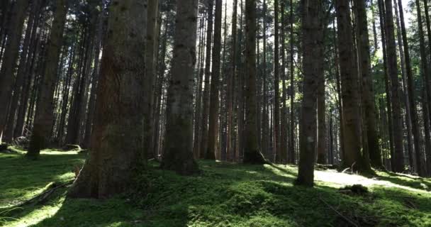 Prado Floresta Mágica Com Árvores Grama Arbustos — Vídeo de Stock