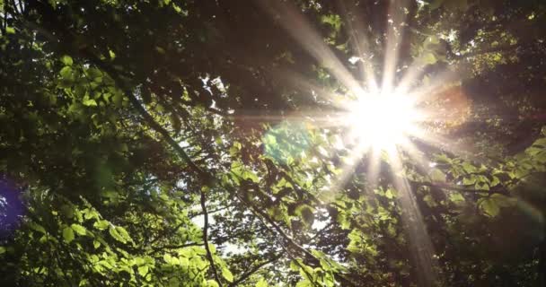 Blick Von Oben Auf Grüne Blätter Die Sich Mit Sonnenstrahlen — Stockvideo