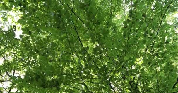 Καταπληκτικά Πράσινα Φύλλα Κίνηση Ακτίνες Του Ήλιου — Αρχείο Βίντεο