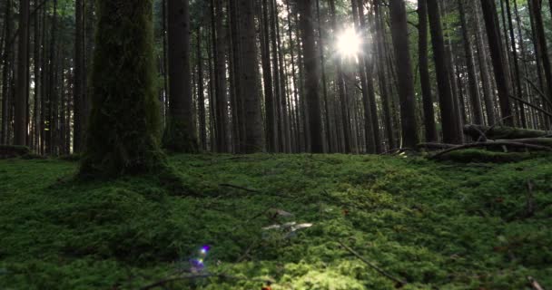 与树木 草和太阳射线的魔法森林草甸 — 图库视频影像