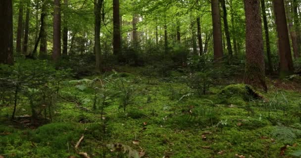 Волшебный Лесной Луг Деревьями Травой Кустами — стоковое видео