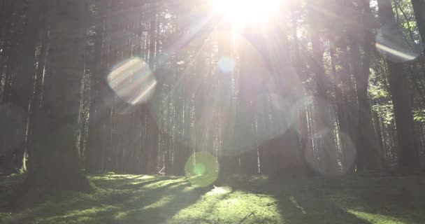 Magische Waldwiese Mit Bäumen Gras Und Sonnenstrahlen — Stockvideo