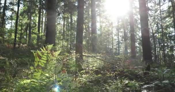 Magische Waldwiese Mit Bäumen Gras Und Sträuchern — Stockvideo