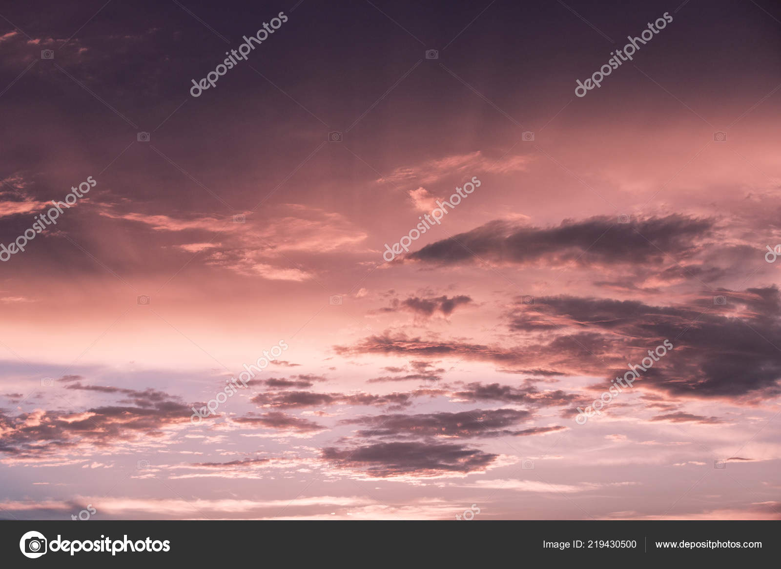 Belle Rose Rouge Couleur Ciel Avec Lumière Coucher Soleil