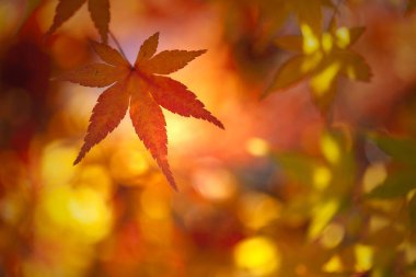 Altın bokeh arka plan üzerinde renkli güneşli sonbahar sezonu akçaağaç yaprakları