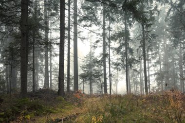 Çok güzel bir sabah sisli orman ağaçları manzara