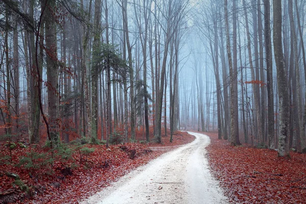 Mistige Herfst Seizoensgebonden Bos Weg — Stockfoto