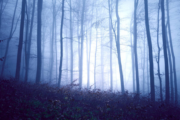 Dark blue colored fantasy foggy forest landscape