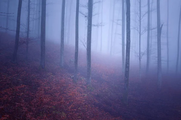 Sonhador Rosa Azul Colorido Nevoeiro Paisagem Floresta Montanha — Fotografia de Stock