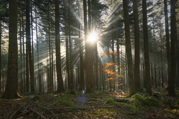 Magische Zonnestralen Door Herfst Seizoen Boslandschap — Stockfoto