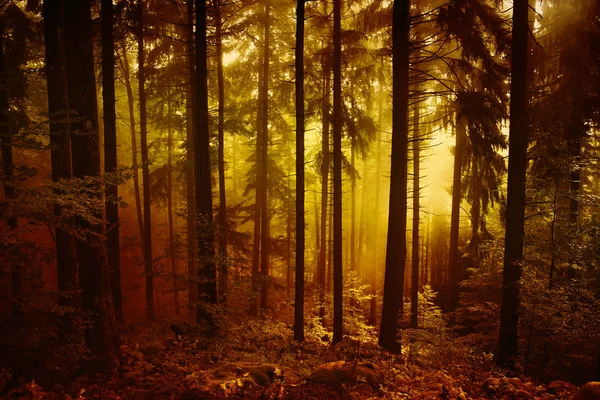 Magischer Morgen Orange Rot Gefärbt Neblig Waldbaumlandschaft — Stockfoto
