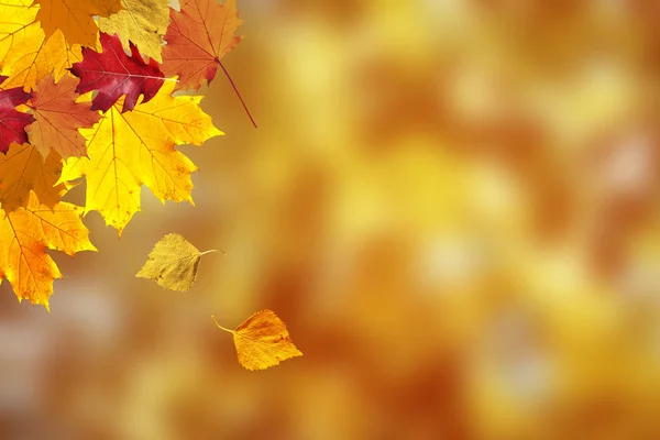 Sunny Colorful Autumn Season Leaves Decoration Nature Bokeh Background — Stock Photo, Image