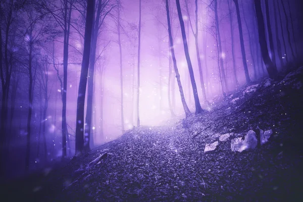 Fantasie Farbige Herbstsaison Neblig Wald Szene Mit Pfad — Stockfoto