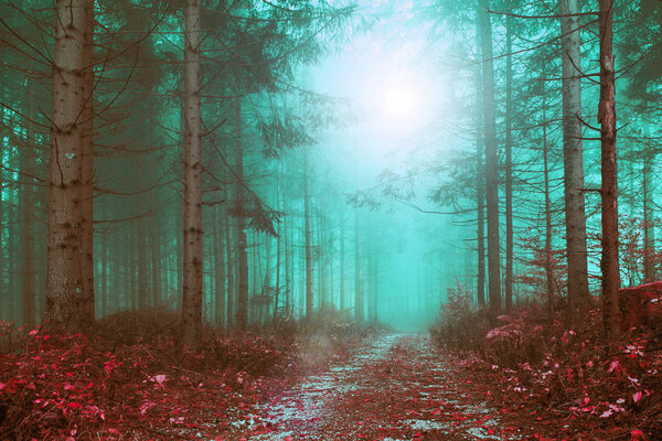 Fantasy colored foggy forest path with mystic foggy light