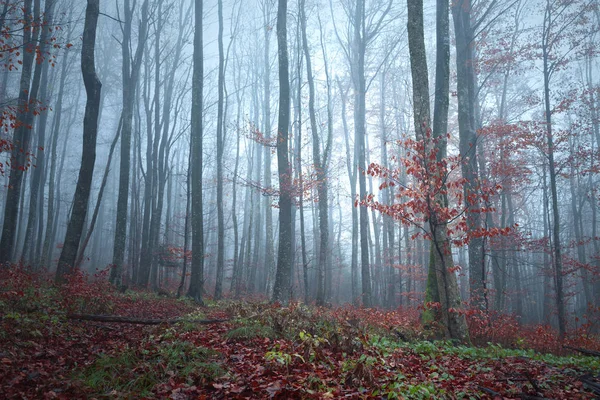 Outono Temporada Nevoeiro Floresta Árvores Paisagem Fundo — Fotografia de Stock