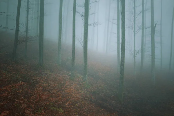 Neblige Gebirgsbuchenwälder — Stockfoto