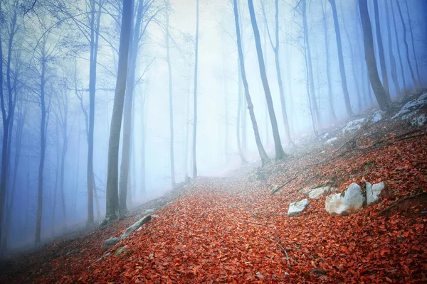 Álmodozó Őszi Szezonális Ködös Erdő Táj Elérési Útja — Stock Fotó