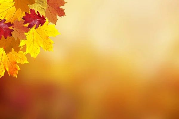 Sunny Colorful Autumn Season Leaves Decoration Nature Bokeh Background — Stock Photo, Image