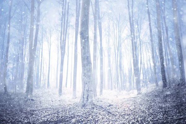 Época Mágica Inverno Floresta Nebulosa Nevada — Fotografia de Stock