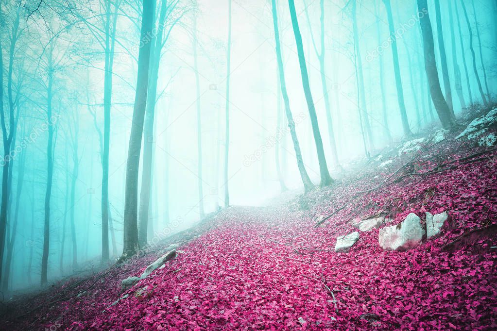 Fantasy colored autumn season foggy forest scene with path
