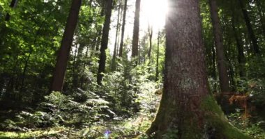 Sihirli orman çayır ağaç, ot ve çalılar